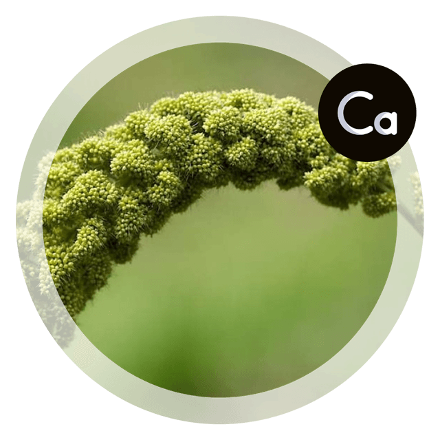 Millet Image