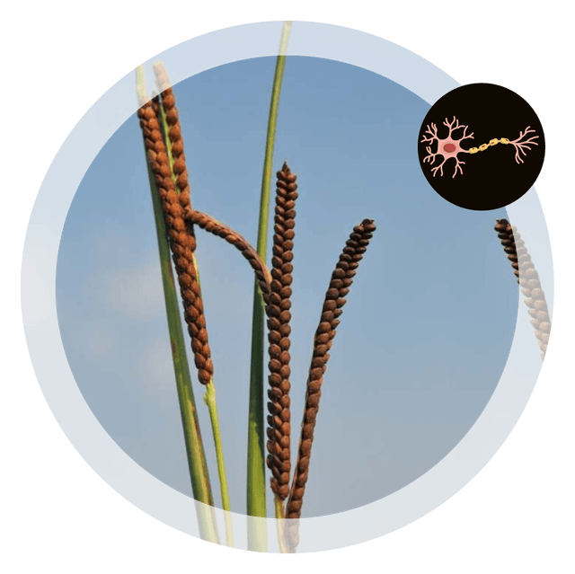 Millet Image