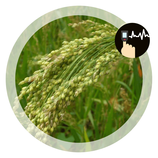 Millet Image