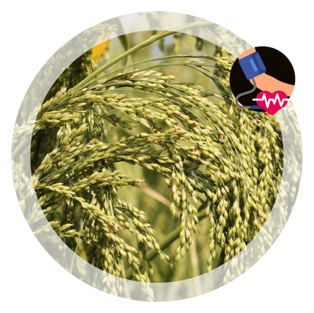 Millet Image